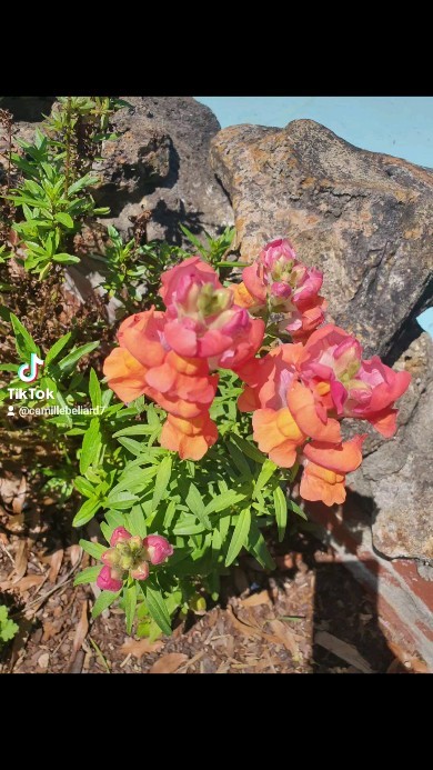 Disclaimer: We do not own the rights to this music.