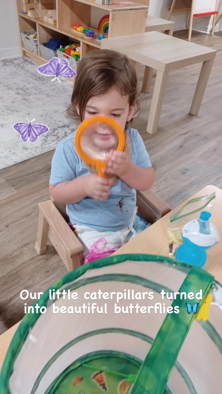 Our little caterpillars 🐛 turned into beautiful butterflies 🦋 what a special thing to see! All of our friends were excited to search the butterfly garden for our flying friends and watch them!
#butterflygarden #butterflies #butterflyactivities #butterflyunit #theveryhungrycaterpillar #caterpillar #fromcaterpillartobutterfly #preschoolactivities