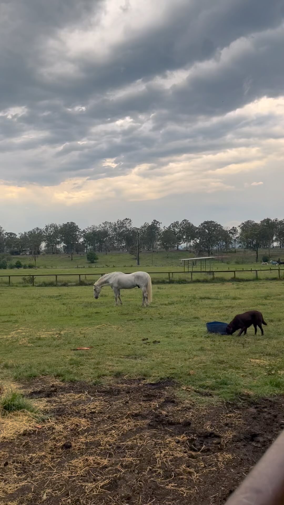 Everyone enjoying the cool after the storm☘️