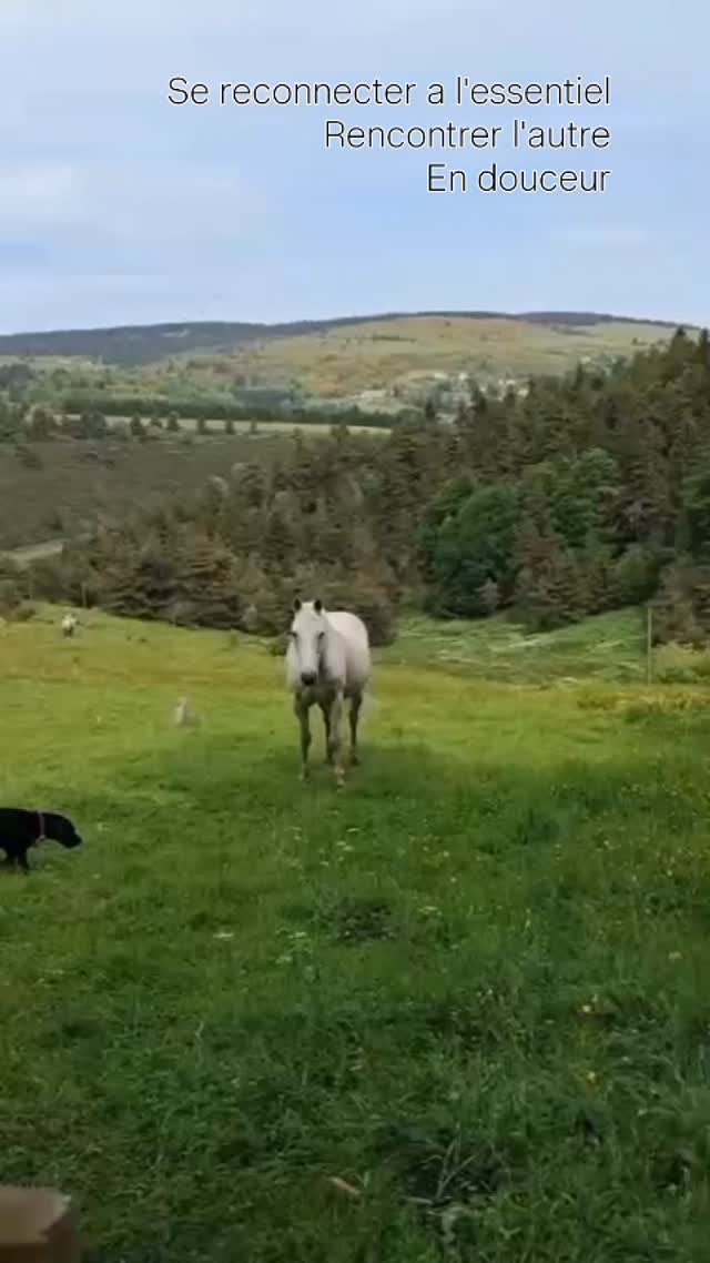 Comme il est beau, doux et pleine de pureté ! Il nous parle directement de cœur à cœur. Venez à sa rencontre, en ballade ou juste pour échanger. Un bonheur simple mais nourricier.
#simplelife #permaculture #sweathorses #petitparadis #randonnéeenmontagne #auclairdelasource #lanarce