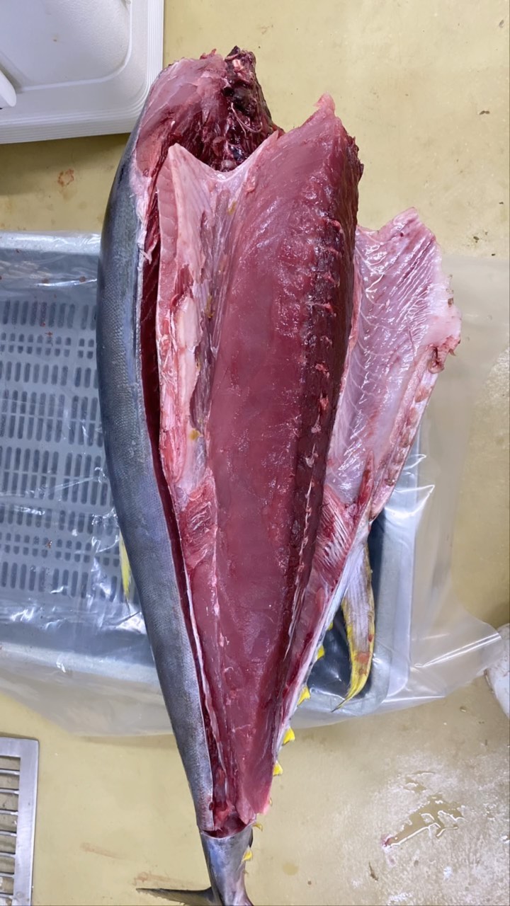 Yellowfin tuna 🍣🍱🐟🎣🎏
@pescandopacifico es 100% pesca artesanal 🇨🇴
#fresco #fish #pescasostenible #pescaresponsable #atun #yellowfintuna #quality #pacificocean #colombia #litoral #oceanopacifico