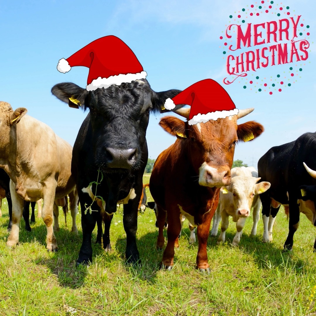 🎄✨ Merry Christmas to our incredible Australian farmers! 🚜🌾 Your hard work and dedication ensures that our Christmas tables are filled with delicious, nutritious foods.
And a special shout-out to those farmers who may be working through Christmas Day, investing their time to fill our plates creating beautiful memories with loved ones. 🙏💚 We are grateful for the incredible work you do. 🎅🤠 Thank you for nourishing our communities and making this festive season extra special! 🎁👩🌾👨🌾
Sending warm wishes and gratitude to all the hands that feed us. 🙏🎅 #Thankful4Farmers#MerryChristmas #FarmToTableMagic
