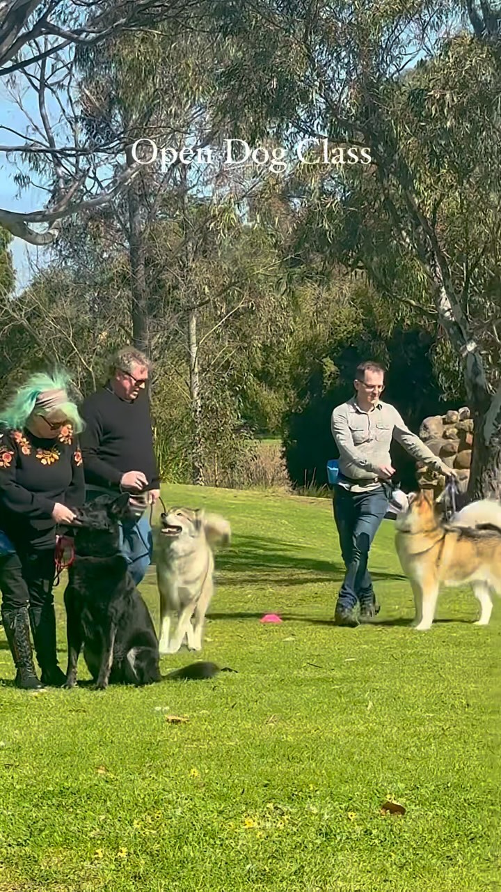 Open Dog Class: 1st Wolfden Felix, 2nd Wolfden Ironside, 3rd Clyde. Well done to Daniel, Paul & Deb! 👏🏆