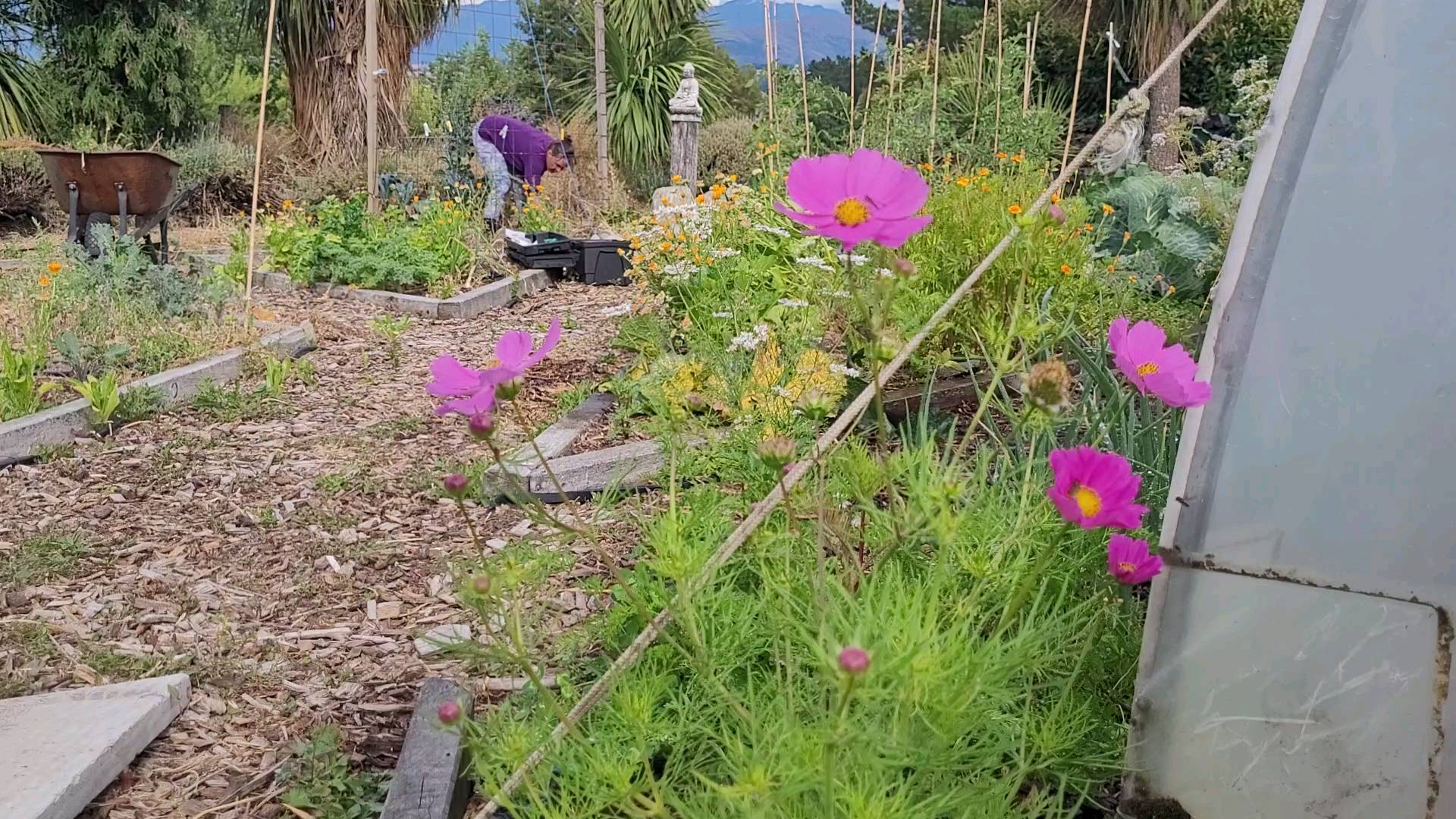 Work in the garden, them do an interview. What?
...
@purenewzealand #newzealand #wanaka #lovewanaka @wanaka #mountainspirit #meditation #retreats #yinyoga #experientialeducation