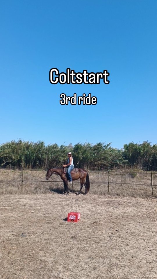 Developing lightness straight from the beginning before I teach anything new. Quira learning to stop and back-up and to yield the hindquarters without reins on her 3rd short ride.