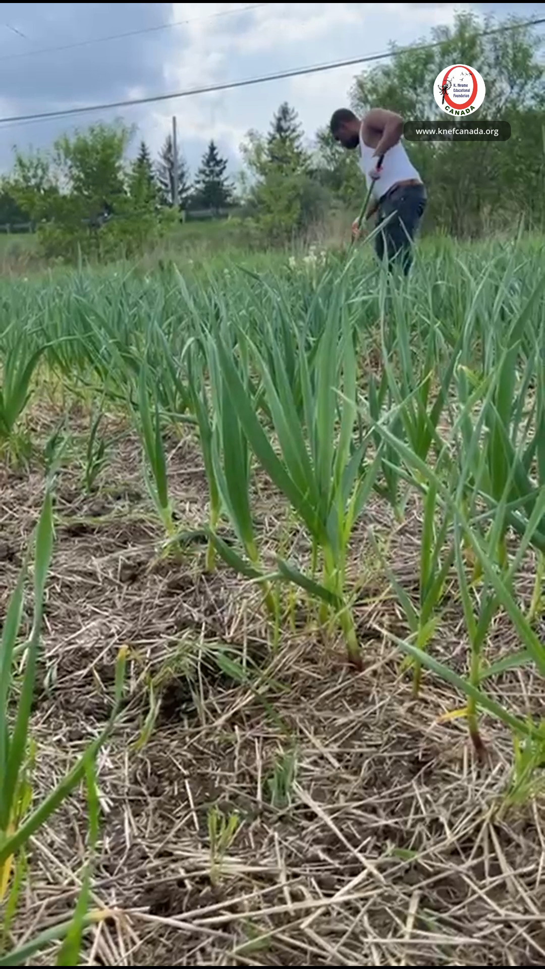 Started growing something small, and it blossomed into a harvest of garlic! 🧄✨
Follow @knefcanada
.
.
.
#knefcanada #GarlicHarvest #growingtogethernaturally #schombergontario #communityfarming #farmvolunteer