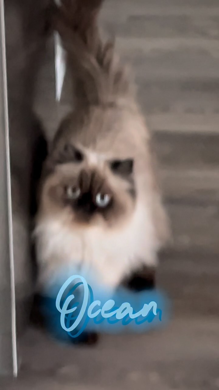 Ella es Ocean 🤍 Una Persa Himalaya que nos acompaña en la vida 🥰
ㅤ
ㅤ
#persiancat #himalaya #himalayancat #persian #cats #kitty #kitties #gatospersa #gatos #gatitos #cachorrosrd #cachorros #perros #perritos #dogs #orlando #florida #newyork #nyc #nj #newjersey #fl #petshop #pets