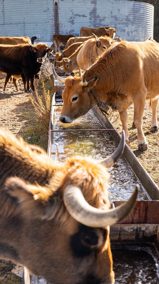 La lluvia 💧 nutre la vida 🌱.
Esta Pascua nos dio un respiro con un poquito de lluvia, pero la sequía persiste y la preocupación crece.
Observar a nuestras vacas y terneros saciar su sed en los abrevaderos es un recordatorio de la importancia del agua para nuestro ganado y nuestra tierra. Sin embargo, si no llueve pronto, esta escena podría desaparecer😕
Las épocas de sequía nos recuerdan lo importante que es cuidar y proteger nuestro entorno para no perturbar el ciclo de la naturaleza, para que siga fluyendo la vida en nuestras tierras 🌾🐂
#benditalluvia #ciclonatural #trashumancia #vacacasina #asturianadelamontaña #extensivo #ganaderiaenextensivo