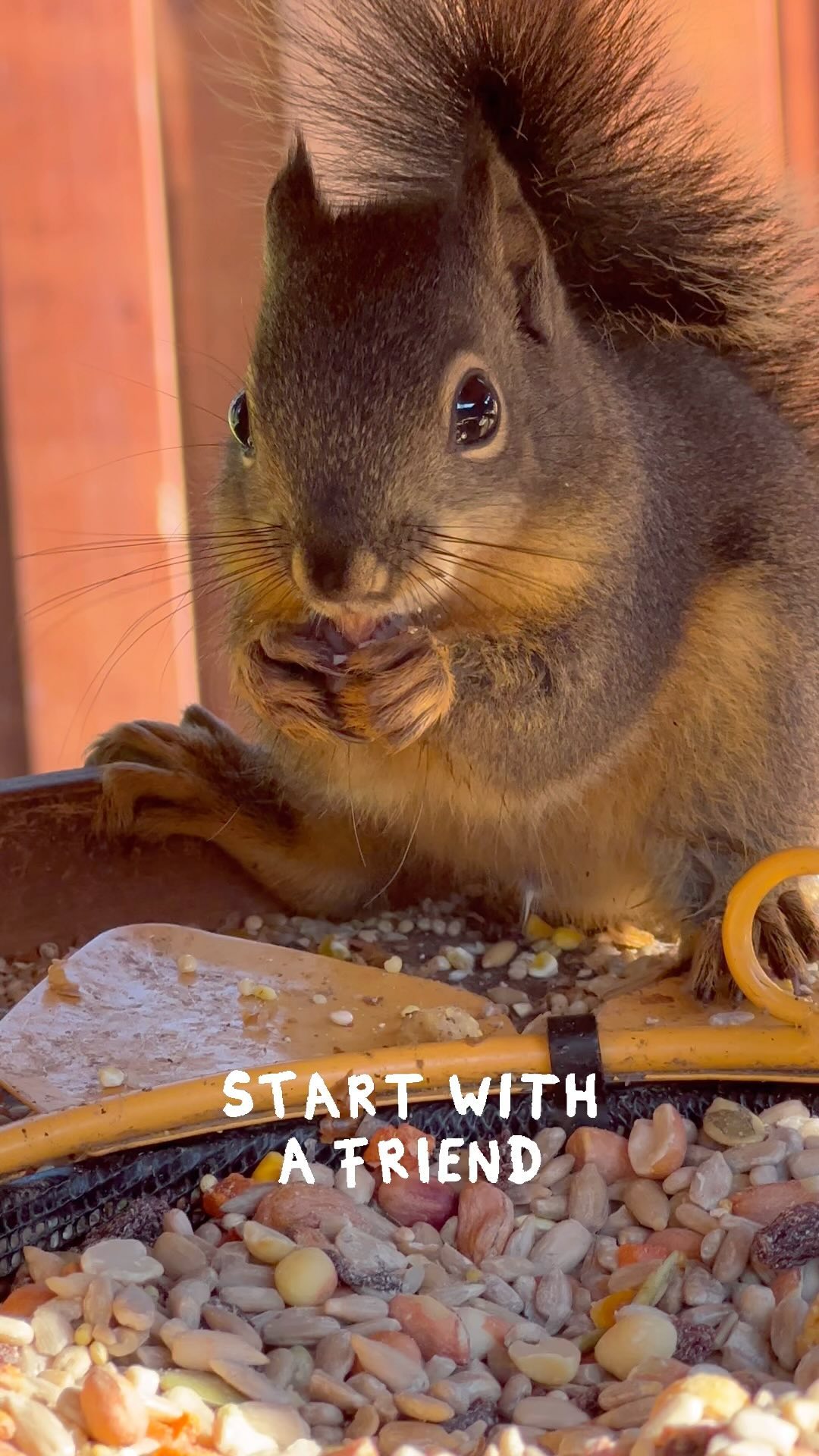 🌰🥜worthy?
Provide “no waste” food for your backyard animal friends. Even though it is a little more costly, it will save you money in the end because most birds and squirrels will pass up the low-quality filler seeds that are in most commercial seed mixes. Moreover, “no waste” means no waste so it won’t leave an unwanted mess in your yard.
Offering nuts in the shell for your squirrel and chipmunk friends is fine too. As long as you don’t mind the shells scattered about your yard.
Have you ever opened a watermelon that wasn’t up to your standards? Don’t throw it away, slice it in half and leave it to the birds and wildlife. A healthy treat on a hot day.
Also, wild bunnies love those weeds so many of you like to pull, for example: dandelions, clover, and fallen apples.
If you want healthy backyard friends - offer good quality nutritious food, always provide clean water, and don’t forget weeds are food too.
#backyardwildlife #wildlifefriendly #squirrels #wildlifereels #helpwildlife #feedthebirds #ilovesquirrels