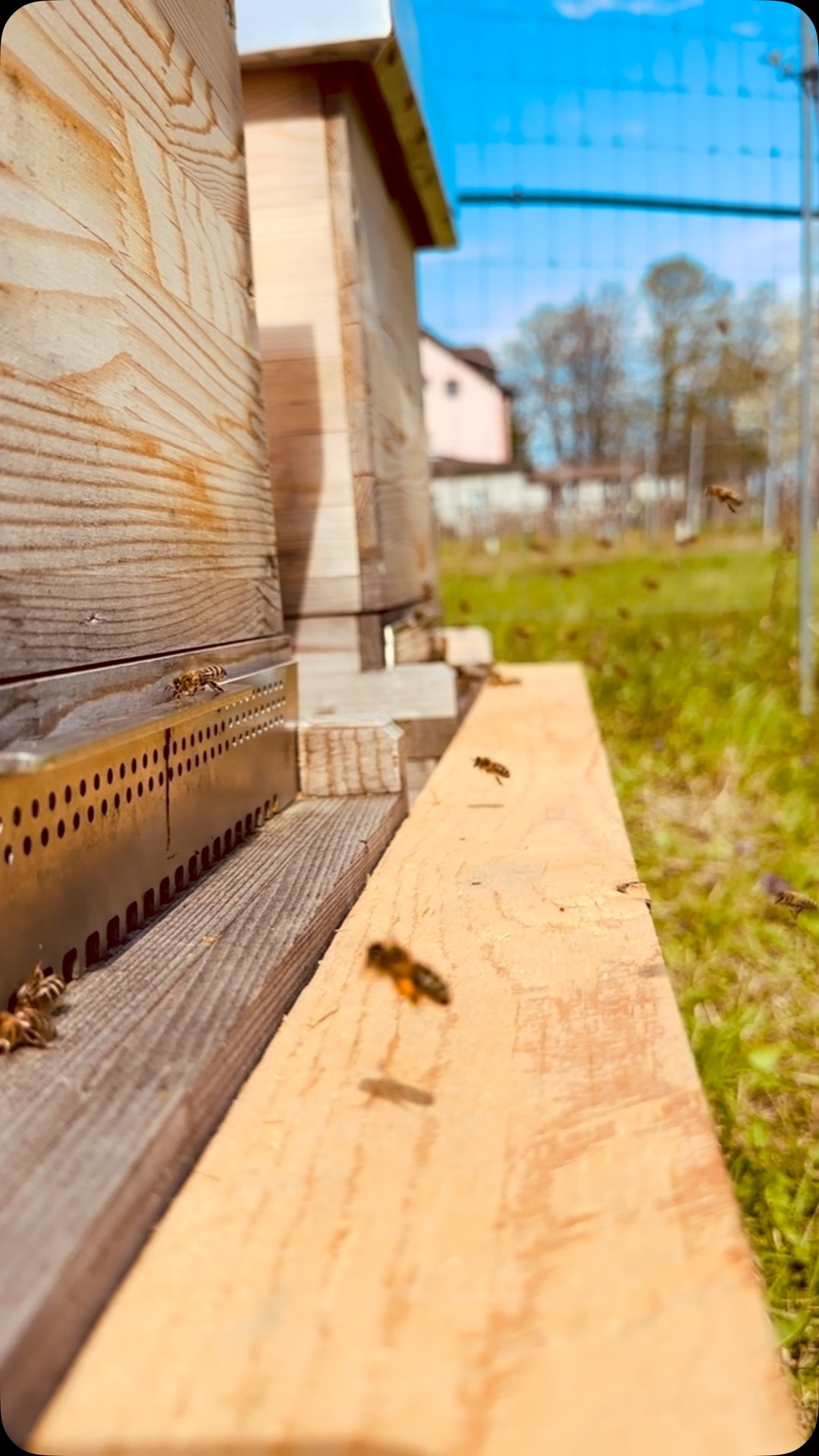 Willkommen am Bienenstand 🤗
Es ist so entspannend, wir könnten den ganzen Tag zuschauen 🧘🏼♀️
Die Bienen tragen fleißig ein und geben dem Tag einen ganz eigenen Rhythmus 🍃🌷
🌞
*
*
#achtsamkeit #bienen #frühling #spring #honig #pollen #stammersdorf #wienliebe❤️ #imker #bienenwelt #regional #austria #rawhoney #honigbiene #produkteausösterreich #meditatie #bisamberg