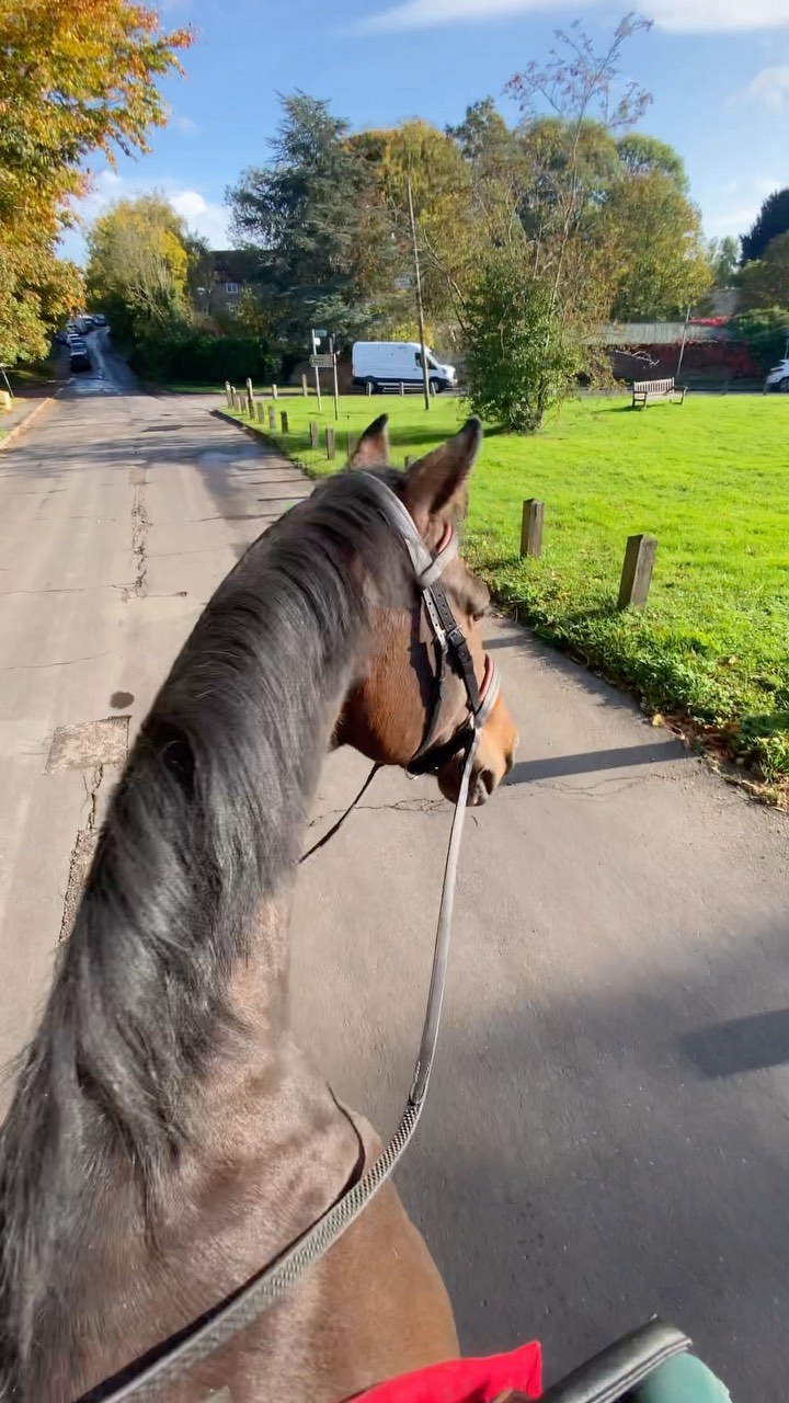 Who else loves hacking?♥️
#transcendbitlessbridle #doublebitlessbridle #simplesidecue #bitless #freedom #connection #superiorquality #englishleather #equine #horse #pony #bespoke #naturalhorsemanship #equestrian #baroque #horseaddict #equality #tack #biothane #photography #glowup #natural #horsesofinstagram #showjumping #dressage