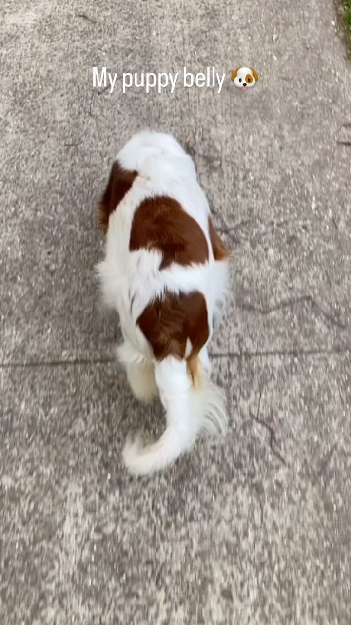 A big puppy belly! 🐶✨😍
#hetgooisforest #kooikerhondje