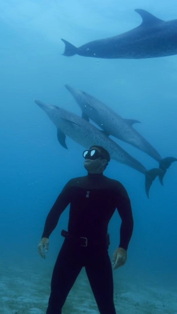 Make sure you check out WHALE with Steve Backshall for Sky Nature !!! Filming these unscripted pure epic moments between Steve and the spotted dolphins took a massive amount of well timed effort and dedication from the whole team! Plus a little curiosity, respect and acceptance from these beautiful wild creatures. Despite having filmed these animals many times over the years, this still remains one of my favorite encounters whilst holding your breath. Filmed on Red Digital Cinema cameras and Gates underwater housings @backshall.steve @natsturner @petra_del_mar @truetonatureuk @biminiscubacenter @andreking2344 @parkerbrownsound @reddigitalcinema @gates.underwater #dolphin #whale #stevebackshall #red #swimwithwilddolphins #wilddolphins #freedive #snorkel #bimini #bahamas #film #wanderlust #bucketlist #travel #ttn #skynature