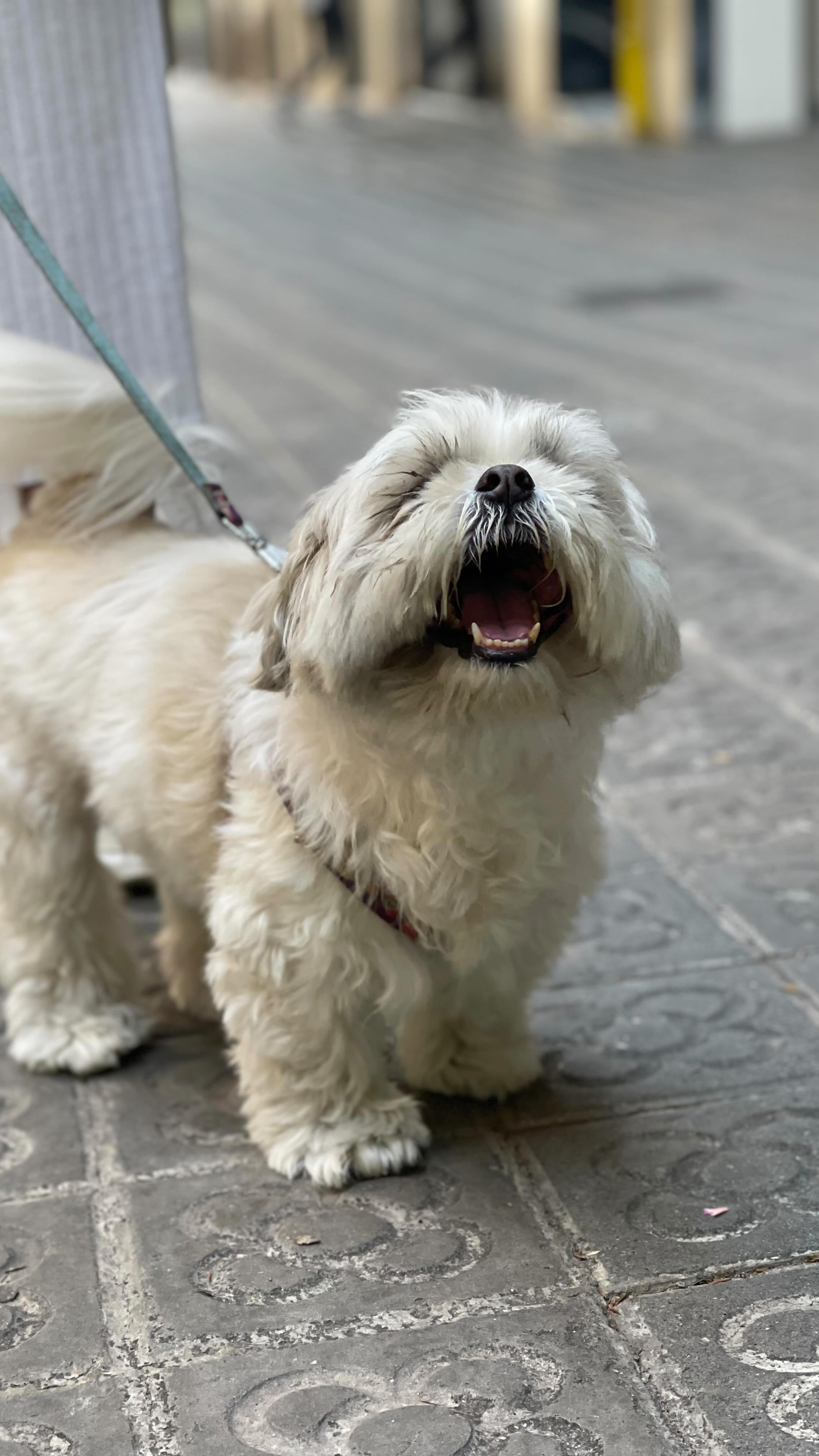 Ellos también tienen sus #vacacionesdeverano ☀️🐶
A #summer in #Barcelona is a dream 😍
Felices nuestros peluditos disfrutando del verano con sus cuidadores asignados ❤️
Cómo están disfrutando vosotros vuestras vacaciones? 🥰
