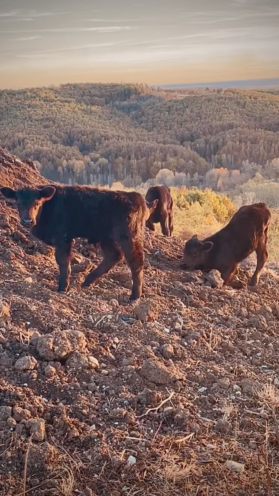 October was good… 🍁🍂We had many newborn calfs… prepared hay for the winter (from alpine plants, it gives extraordinary taste to the meat)… brought in more Suffolk sheep @grassfedlamb…. adopted a doggie… and enjoyed beautiful sunsets at the farm… Have a peaceful November 🍂🍁🥮 #wildnature #romania #grassfed #grassfedbeef #regenerativeagriculture #regeneration #sustainability