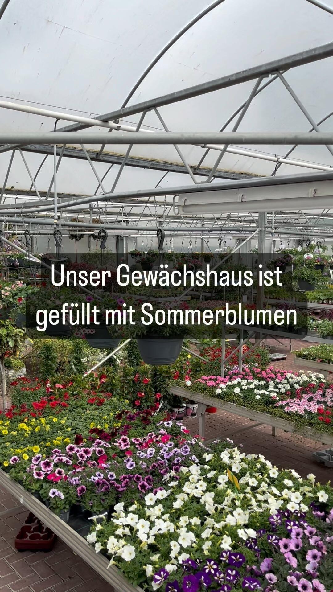 Hol Dir den Sommer nach Hause 👇🏼
Wir haben unser Gewächshaus voll ausgenutzt und viele Sommerblumen und über 100 Ampeln für Dich bereitgestellt. 🌸🌺🌻🌼
Sei kreativ und stelle Dir eine Auswahl an Pflanzen zusammen oder greife zu fertig gepflanzten Töpfen oder Ampeln, auch zum Verschenken ideal.
Hier findet jeder eine Sommerblume, seine Lieblingsfarbe und eine Pflanze für seinen Standort.
* Argyranthemum (Margerite)
* Knollenbegonie
* Semperflorens-Begonie (Eisbegonie)
* Fuchsien
* Impatien (Fleißiges Lieschen)
* Geranien (hängende/stehende)
* Tagetes
* Bidens (Zweizahn)
* Sutera (Schneeflockenblume)
* und viele andere mehr...
Einfach vorbeikommen und dein Garten, Balkon oder Terrasse mit Farbe füllen.
#Baumschule #garten #pflanzen #pflanzenliebe #frühling #frühjahrsblüher #sommerblumen #großeauswahl #petunie #verbene #begonie #nemesie #geranie #bidens #frühjahrsboten #gartenliebe #bunt #sommer #ahaus #baumschulen #baumschulenterbrack #gronau #vreden #legden #steinfurt #ochtrup #stadtlohn