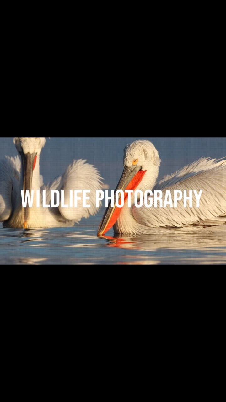 Last day at the Birmingham Photo Show! Find me at stand G802 for your next wildlife photo adventure.
#ukphotoshow #wildlifephotography #phototours #wildlifephoto #arcticadventure #abruzzoadventure #necbirmingham @necbirmingham @thephotographyshow