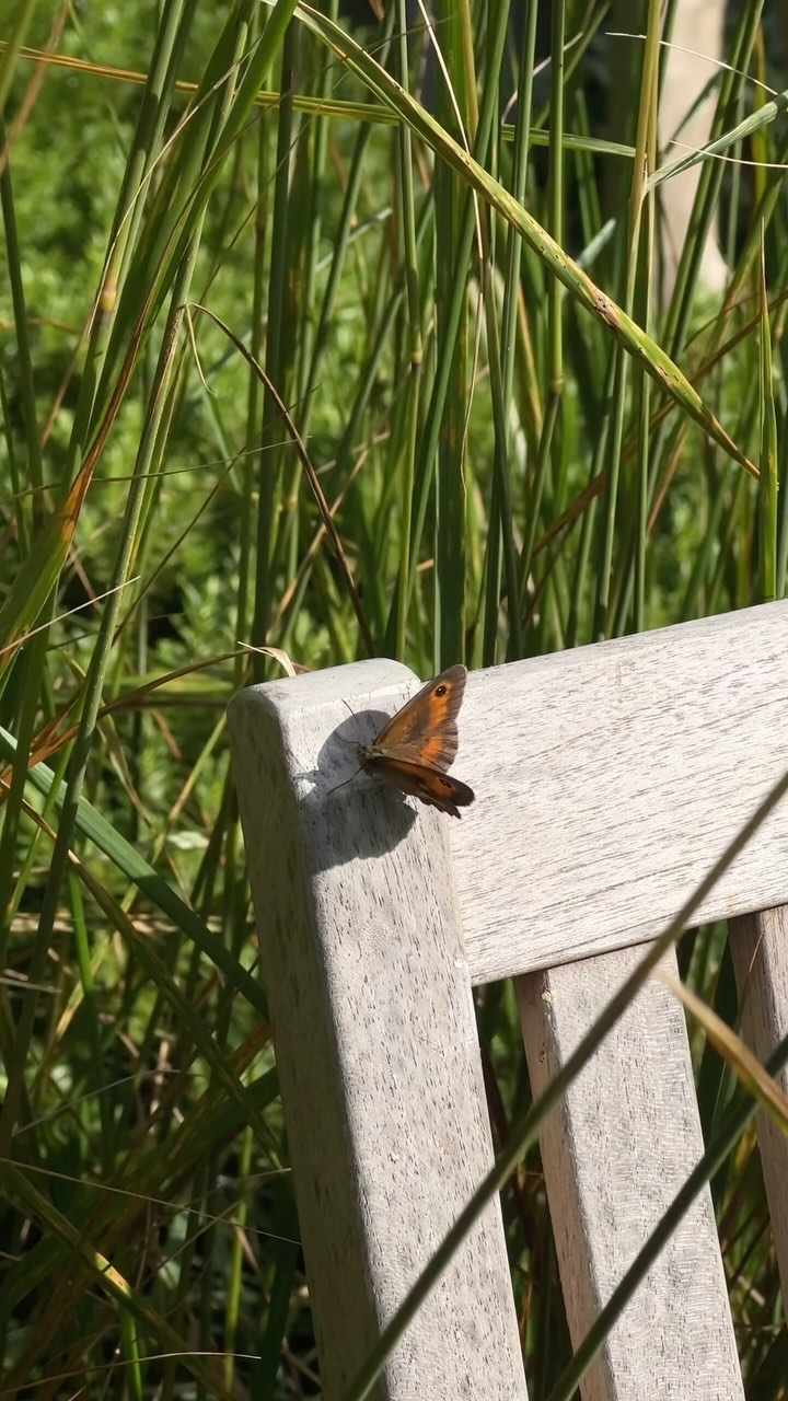 An abundance of pollinators throughout this garden.
Couple perennials to consider if you’re interested in attracting some into your garden.
• Veronicastrum virginicum ‘Fascination’
• Nepeta racemosa ‘Walker’s Low’
• Persicaria ‘Fat Domino’
• Allium sphaerocephalon “Drumsticks”
• Verbena bonariensis
• Stachys ‘Hummelo’