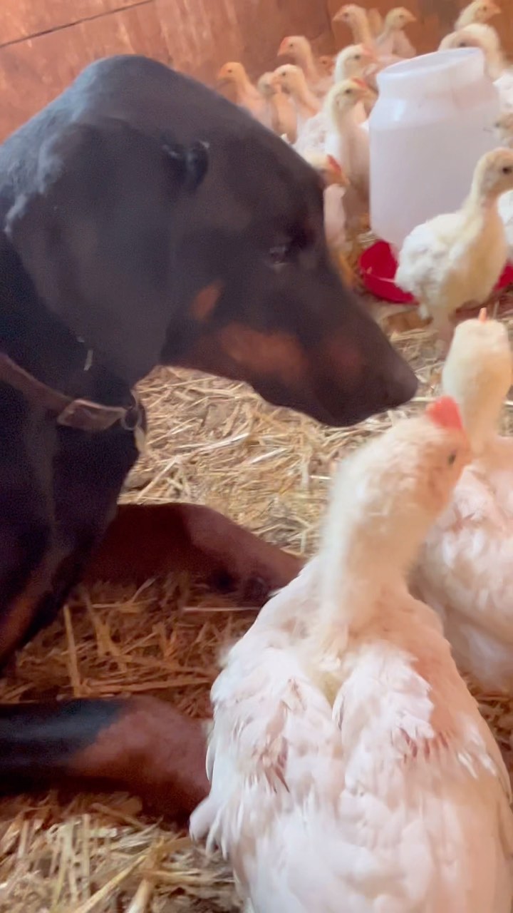 Just a day in the life of our Doberman, Quill. A fun morning for him so far! 🖤🐾
#doberman #dobermanpinscher #dobermansofinstagram #farmdog #farmdogsofinstagram #farmlife #barn #farmtwo53 #chickens #chickensofinstagram #farm #farming #kitten #kittens