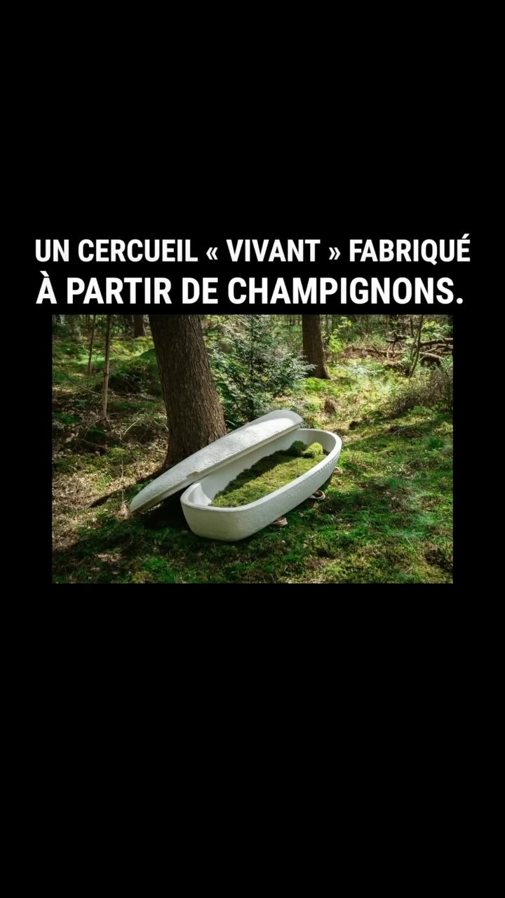 Un cercueil « vivant » fabriqué à partir de champignons. #info #pourtoi #education #greenisyou #savoir #mort #champignon #cercueil #mycelium #environnement @loopbiotech