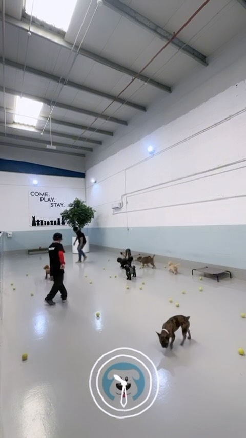 Ball? Check. Tail? Wagging. Let’s play! 🐾🎾
#dubaidogs #dogsindubai #dubai #mydubai #dogs #nyc #hellofromspot #boarding #grooming #welovedogs #dogsofdubai #dubaidog #doggieboarding #doggiedaycare #doggieboarding #dogdaycare #dogdays #uaedogs #dxbdogs #everydayawesome #adoptdontshop #pethealth #petnutrition #happypup #dog