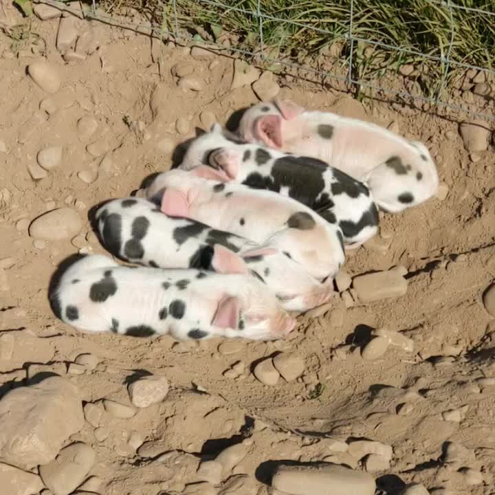Lots of new baby pigs this week. Sound on ... they're very cute! 🐷😍