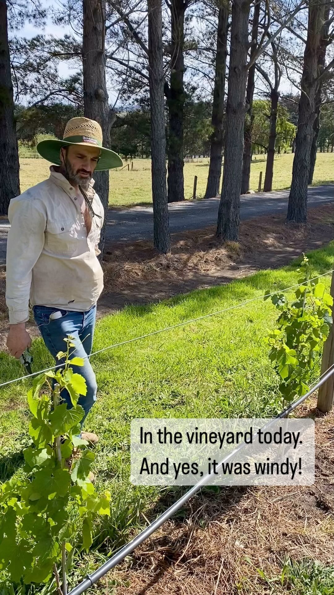 Put in the wire for the Chardonnay today as they’re grown so tall!
Next is to ‘cordon’ the vines and train them across it.
#vineyard #vineyards #australianwine #chardonnay #whitewine #chardonnaywine #australia #viticultureaustralia #shoalhaven #miltonnsw #shoalhavenwine #cordonvinetraining