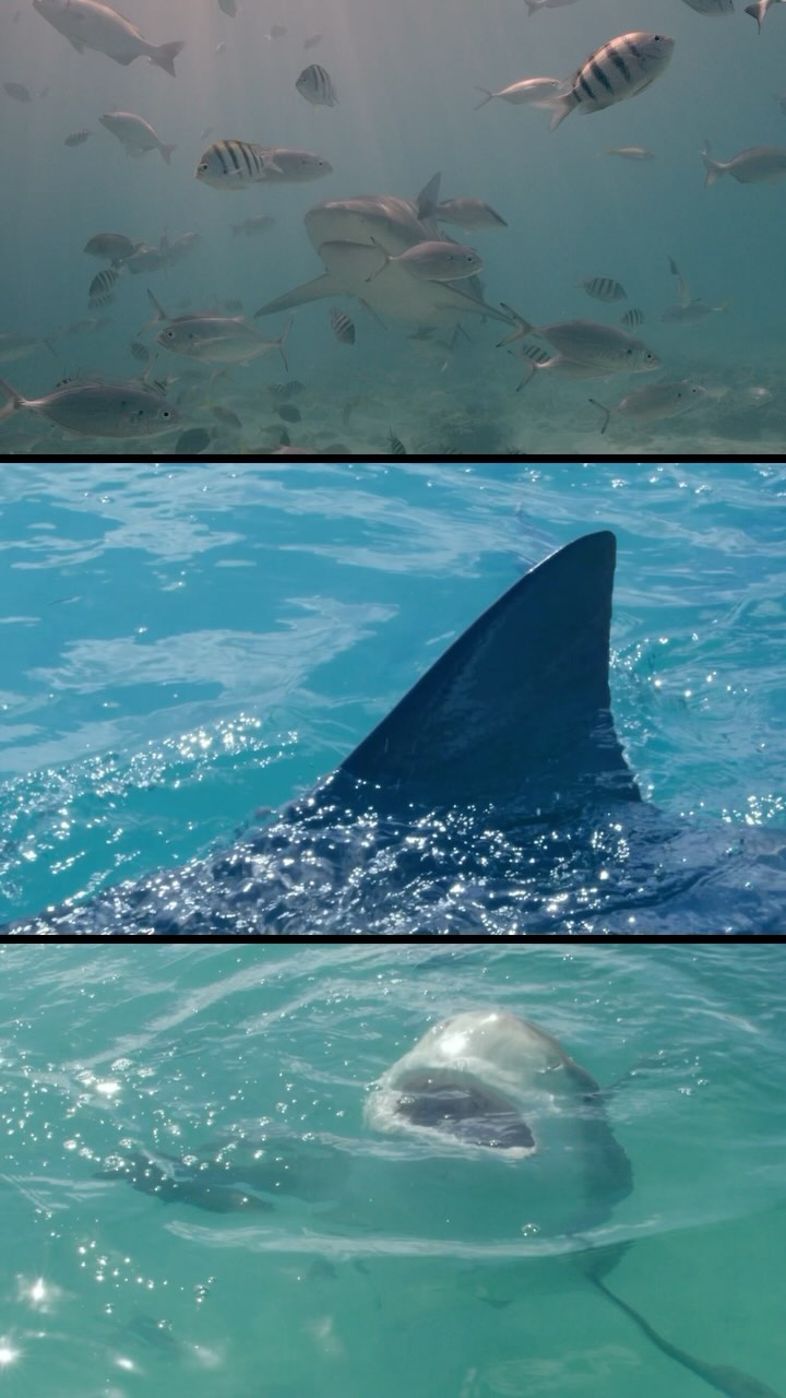 One shark that never gets old and always commands respect is the Bull Shark! It is amazing to see some of the regulars return each year. It can get a bit spicy underwater once you get into the double digits of them . Filmed on Red Digital Cinema camera in a Gates underwater housing. @reddigitalcinema @gates.underwater @biminiscubacenter @sharkeducation #bull #bullshit #bullshark #snap #wanderlust #bucketlist #scuba #scubadive #sharkdiving #zambezi #bimini #underwatercameraman #bahamas