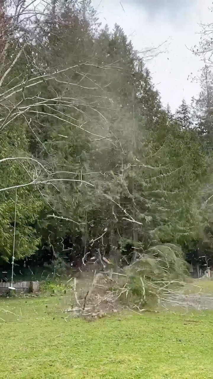 #handlogger #logger #beachcomber #logsalvage_jer #cedartree #chathamchannelcabins #chathamchannel #westcoast #westcoastbestcoast #domino #logging #firewood #offgrid #offgridliving #wayoflife #bc
