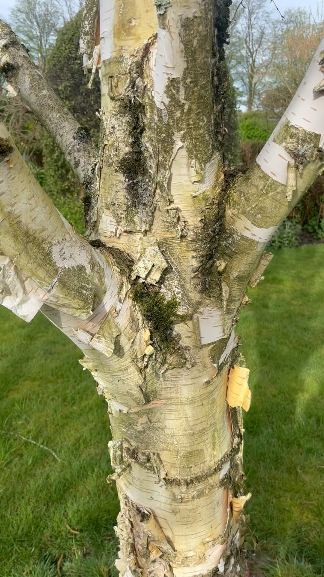 skin shedding silver birch
offering all of the magic this morning
emerging from double eclipse portal
post new moon
a reminder that these flavours
of decay & renew
that it’s all designed to be part of it
that it’s all in nature’s design
layers upon layers
can feel like so many layers
that peel & reveal in their own time
that are so often forced
pushed or pulled before they’re ready
but what if we allowed them their room to shed
to decay, to decompose, to compost
to release, to let go, to transform
in their own sweet time
not feeling the need to cling on
but for their growth, shifts & shape changes
to be honoured, heard & witnessed
in all that they are
what a sight to behold that is
what majesty it is to witness
what a reminder it is to embody
what an experience it is to feel
and all of that offered
because in that moment, outside won
over bed stuck thought festering & discomforts
outside stillness, space & time
unlike many times before & likely many times again
this time it won
and all of this magic, was right there
just waiting, patiently waiting
such deep gratitude to this skin shedding one
for all that it offered this morning
ooo & there’s a nature nugget dollop from it too
link in bio if you’re interested
bi-weekly audio delights of magic just like this
🎧 🌳 🎧
#natureconnection #ecotherapy #ecopsychology #nature #silverbirch #eclipse2024 #eclipseportal #newmoon