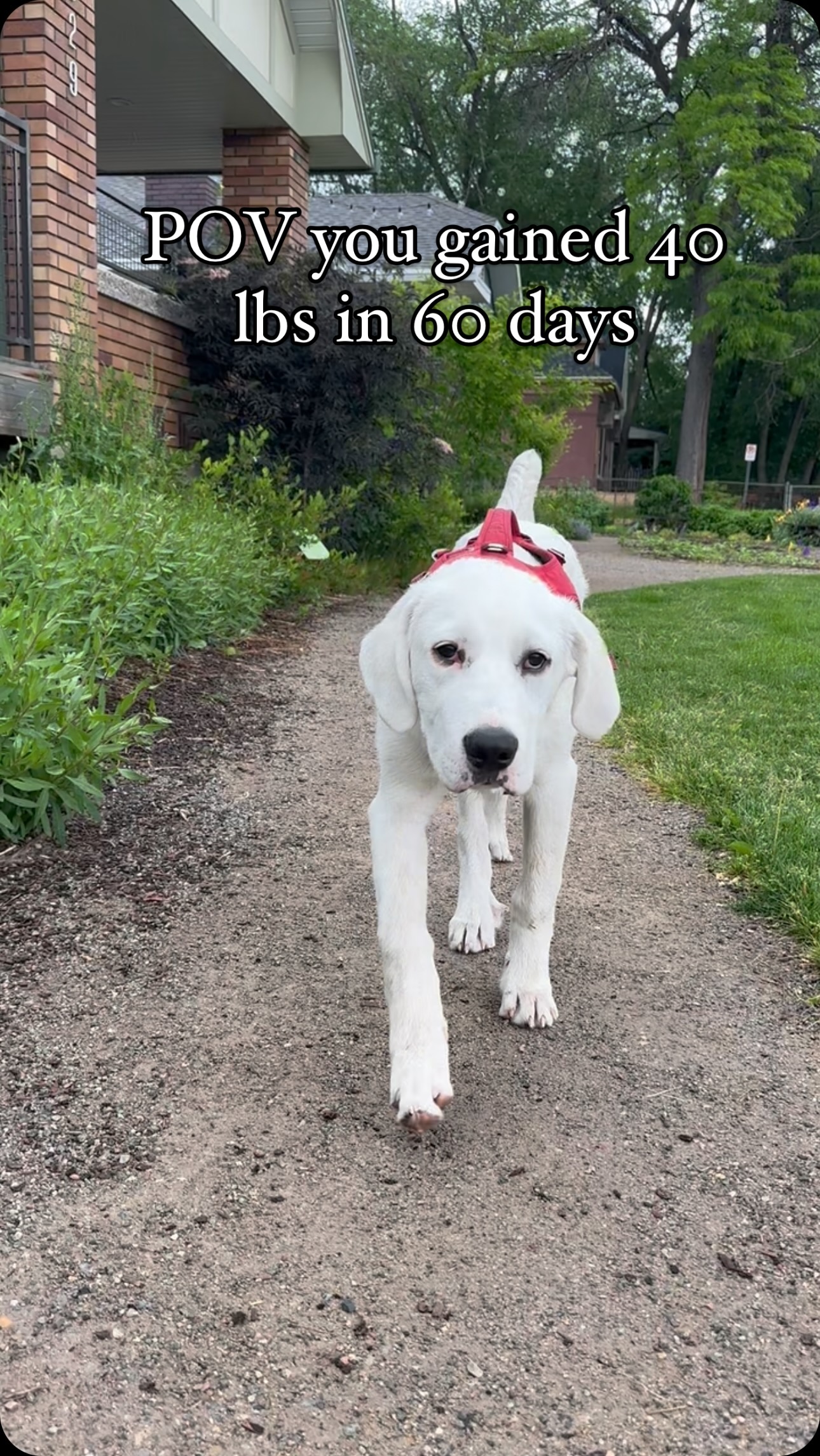 Hoss status.
#greatpyrenees #greatpyreneespuppy #greatpyreneesofinstagram #greatpyreneesmix #akbash #akbashofinstagram #akbashdog #akbashmix #anatolianpyrenees #anatolianshepherd #lgd #lgdsofinstagram #livestockguardiandog #puppygrowth