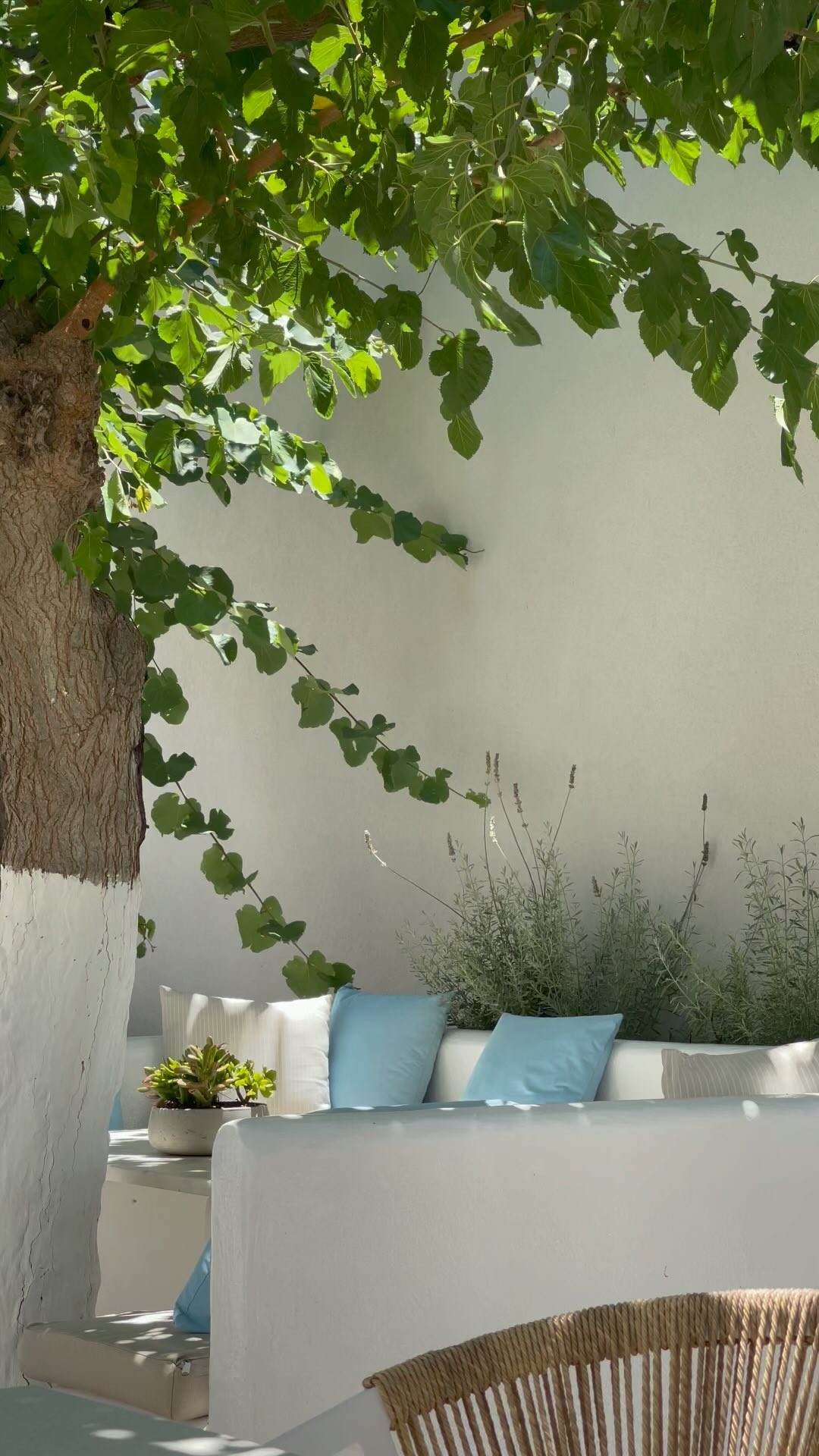 Chillin’ under the trees at @aelia_andros —this is the life! 🌳🌞 #IslandVibes #AndrosEscape #aelia #andros