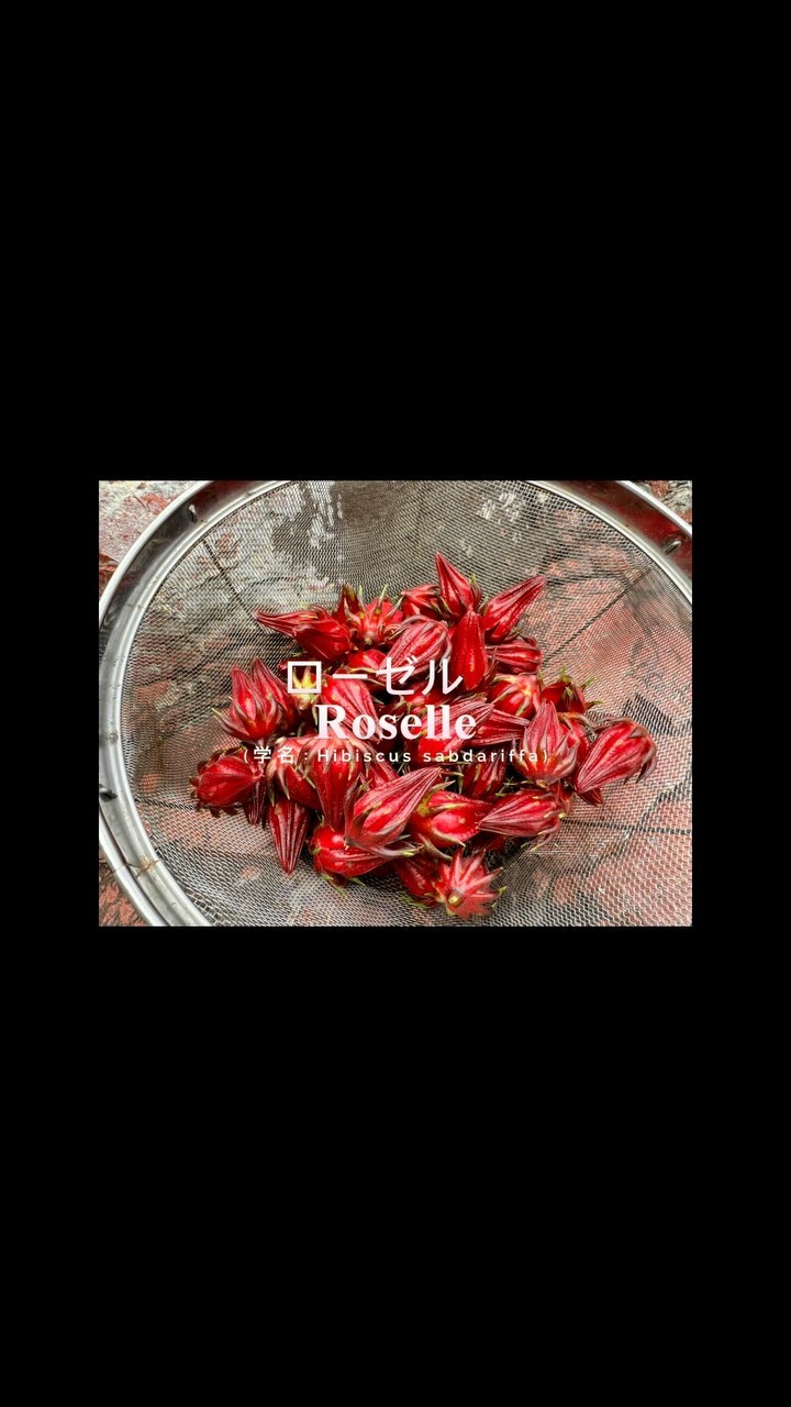 〜 𝑷𝒉𝒚𝒕𝒐𝒕𝒉𝒆𝒓𝒂𝒑𝒚 𝐬𝐰𝐞𝐞𝐭𝐬〜
𓂃𓂂𖡼.𖤣𖥧𓈒◌܀ 𓂃
- ローゼル Roselle -
(学名:Hibiscus sabdariffa)
ローゼルは、その美しい赤いガクと薬効から、
さまざまな文化で神聖視され、儀式や治療に使われてきた歴史があります。
また浄化やグラウンディング、ハートチャクラの活性化に役立ちます。
ローゼルティーを飲むことで、心を落ち着け、
愛情や思いやりのエネルギーが高められるので、
瞑想やリラクゼーションの際におすすめです。
そして赤い色はエネルギーの循環を促すとされ、
心身のバランスを整えるサポートをすると考えられています。
𓋂 知られているローゼルの効能
・利尿作用
・美容効果
・疲労回復
・眼精疲労の予防と回復
・免疫力向上
・感染症の予防
・新陳代謝アップ
など
※ 血圧の低い方の飲用は慎重に。
˚°º𝚘•♡•𝚘º°˚♢°º𝚘•♡•𝚘º°˚♢°º𝚘•♡•𝚘º°˚
《11月スケジュール》
1日(新月)、16日(満月)
光のローチョコBOX販売 ※前日まで要予約
5〜8、11〜12、18〜20、22、25、27〜29日
スピリチュアルカウンセリング
13〜15日 お休み
21日
ヨガ×ロースイーツ
23、26日
発酵Rawりんごとさつまいものシブースト レッスン
上記日程以外で
ロースイーツのレッスン、
スピリチュアルセッション受付中♪
(土日祝日も予約可、オンライン可)
⁎⑅⃝⁎୨୧⁎⑅⃝⁎୨୧⁎⑅⃝⁎୨୧⁎⑅⃝⁎୨୧⁎⑅⃝⁎୨୧⁎⑅⃝
《募集中講座》
🌿ロースイーツパティシエ認定講座
→ロースイーツのノウハウを学びます
🌿ローショコラパティシエ講座
→ローチョコレートに特化した講座です
他リクエスト可能
🌹花おはぎレッスン
ヴィーガン仕様の餡を使った可愛いお花絞り
🌹ショコラフラワー講座
仕様の違う𝟹種類のチョコレートでお花絞り
🌿𝚕𝚘𝚑𝚊𝚜𝚃𝙸𝙲 𝚜𝚠𝚎𝚎𝚝𝚜は
日本ヘルシーフード協会
『ロースイーツパティシエ』
『ローショコラパティシエ』
𝚛𝚊𝚠&𝚛𝚊𝚠認定校になります
@𝚛𝚊𝚠𝚜𝚠𝚎𝚎𝚝𝚜.𝚊𝚔𝚒.𝚟𝚎𝚐𝚎𝚋𝚒𝚘
🍎発酵料理教室円居 認定講師
🌹社)𝙰𝙻𝙰
『ショコラフラワー認定講師』
*・゚゚・*:.。..。.:*・゚゚・*:.。. .。.:**・゚゚・*:.。..。.:*・゚゚・*:.。.
《𝚕𝚘𝚑𝚊𝚜𝚃𝙸𝙲 𝚜𝚠𝚎𝚎𝚝𝚜》
ロースイーツ/発酵スイーツ/花おはぎ/スピリチュアルサロン
☆𝙻𝙸𝙽𝙴 (𝙸𝙳→@𝟹𝟽𝟼𝚚𝚞𝚟𝚕𝚒)のお友達追加で
お得なクーポン配布中♡
スピリチュアルアカウントは
@lohastic_orb
#ローショコラパティシエ #ローショコラ #ローチョコレート #ロースイーツ大好き #ローチョコレートレッスン #ローチョコレート教室 #ヴィーガンスイーツレッスン #ヴィーガンお菓子 #オーガニックスイーツ #プラントベーススイーツ #身体に優しいお菓子 #グルテンフリーのお菓子 #発酵おやつ #発酵ジュース #発酵シロップ #発酵スイーツ #フィトセラピー #phytotherapy #植物療法 #静岡花おはぎ #ロースイーツオンラインレッスン #子連れ参加 #ロハスチックスイーツ #ロースイーツ講座 #𝚛𝚊𝚠𝚜𝚠𝚎𝚎𝚝𝚜𝚕𝚎𝚜𝚜𝚘𝚗 #ロースイーツ教室 #ロースイーツ焼津 #ロースイーツ静岡 #焼津ママ