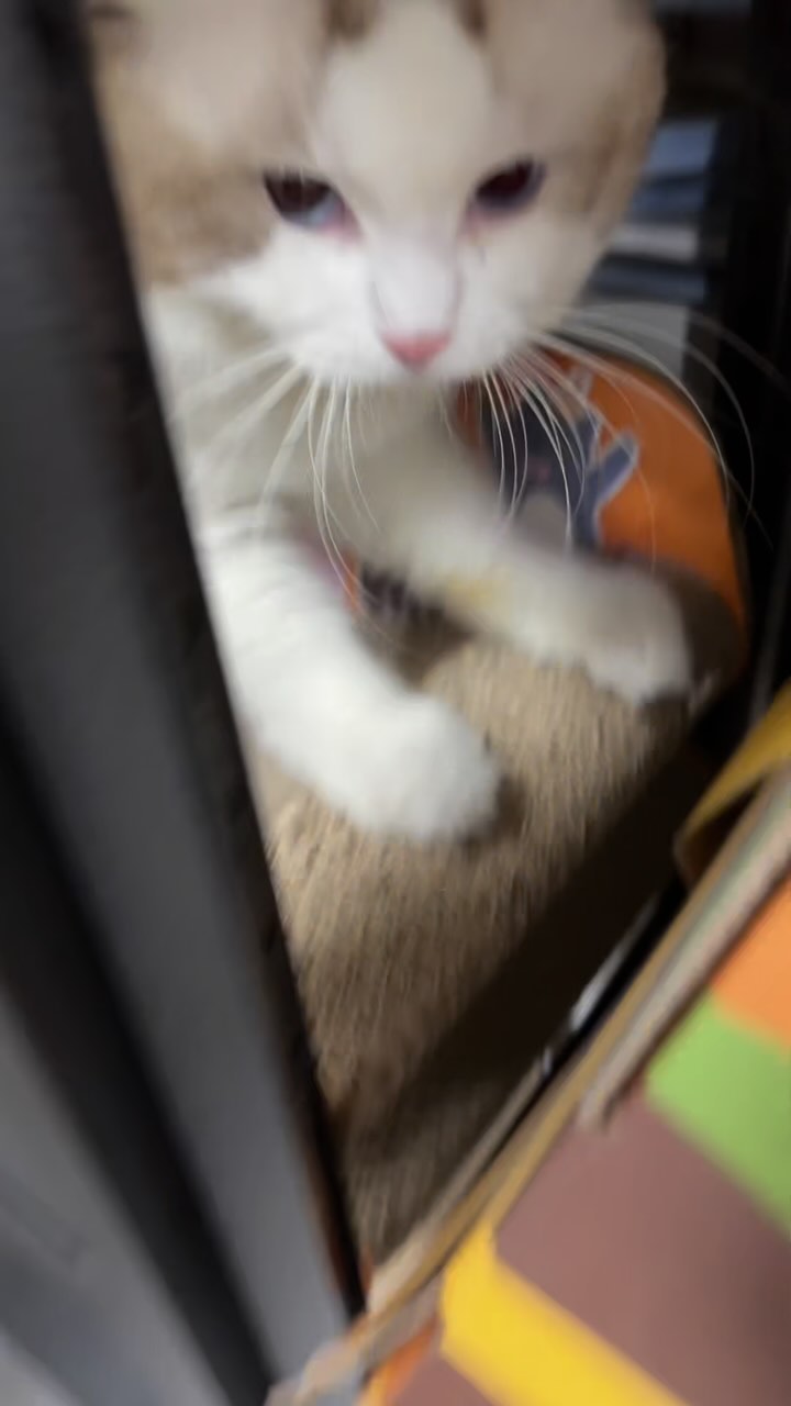 Follow the SORS #2
Visited a factory that turned packaging cardboard to Cat scratchers, then a 5 hours product shoot in the showroom.
#sors #tophney #sourcing #factory #pet #petproduct #catscratcher #packaging #china #madeinchina #vlog #hustle