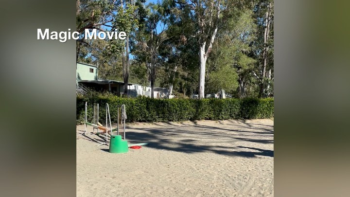 Early morning school for Irish Draught stallion Tiernan Ri