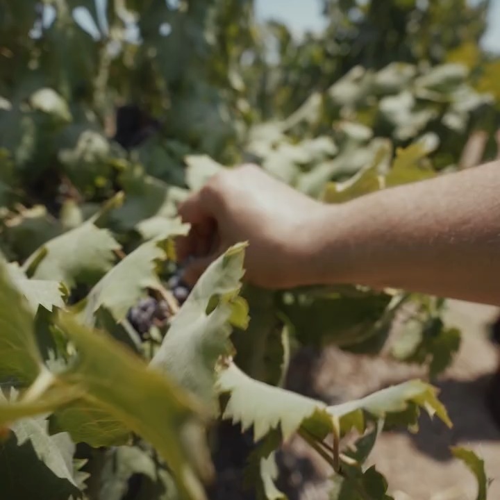 🎬✨ Exciting News! ✨🎬
Aharon Orian and David Orian are launching our new Atlas Mercury anamorphic lenses with the Arri Alexa Mini LF!
Huge thanks to @olammedia and the incredible producer, @chanaorian, who never compromises on quality!
Check out this behind-the-scenes action! 🔗
https://www.instagram.com/reel/DAOrEweSlGY/?utm_source=ig_web_button_share_sheet&igsh=MzRlODBiNWFlZA%3D%3D
#GliksonCameraRental #CameraRental #AtlasMercury #עולם_ומלואו_הפקות