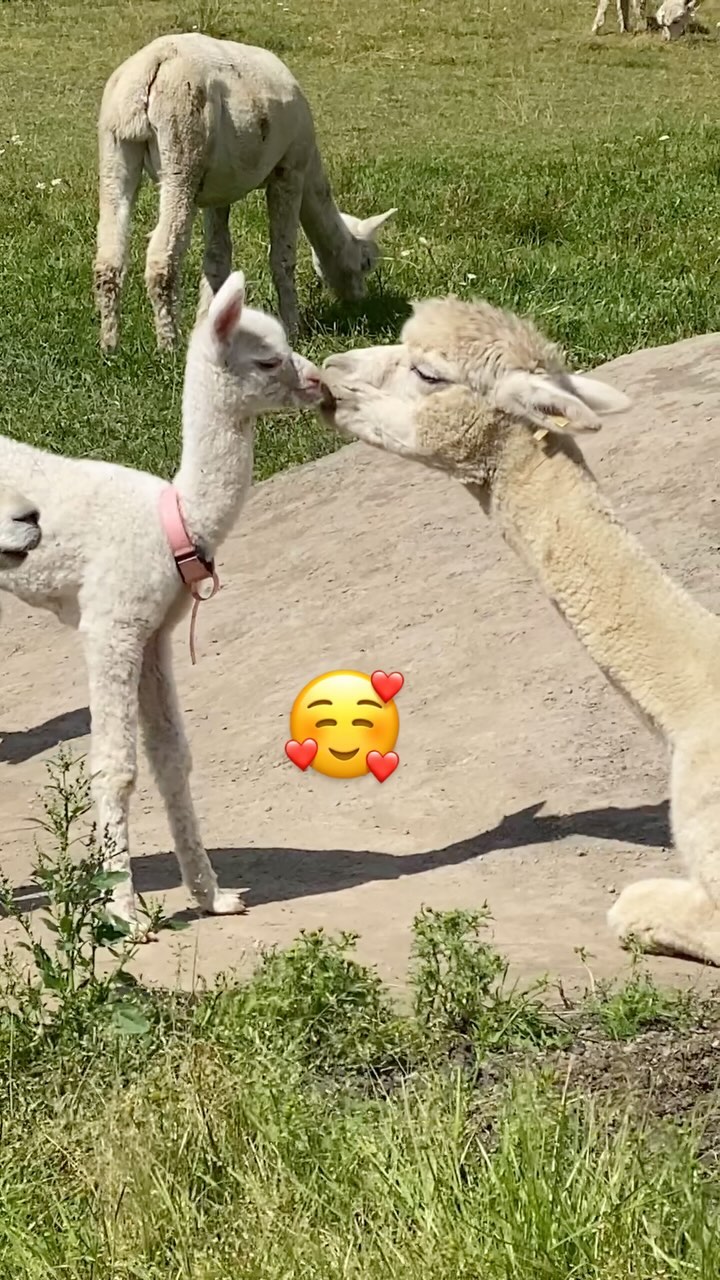 Nussing pågår 💕