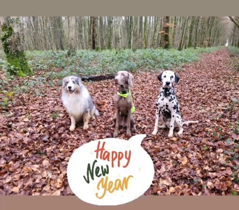 La meute du jour tient à vous souhaiter une très belle année 2024 ! 🐾😊
Qu'elle soit remplie de bons moments, de joie et de tout ce que vous désirez 🍀🌞
Nous souhaitons également le meilleur à vos compagnons 🐶 de belles balades, des jeux, des découvertes, des rencontres... et qu'ils continuent à vous combler de bonheur 🐾🥰
Jerry, Upper & Lucky 🐶🐾
#newyear#dogslifestyle#dogwalker#luxembourg#happiness#dogtrotter#happypaws#chien#promenade#forêt#doggyfriends#doglover#dogwalkingservices