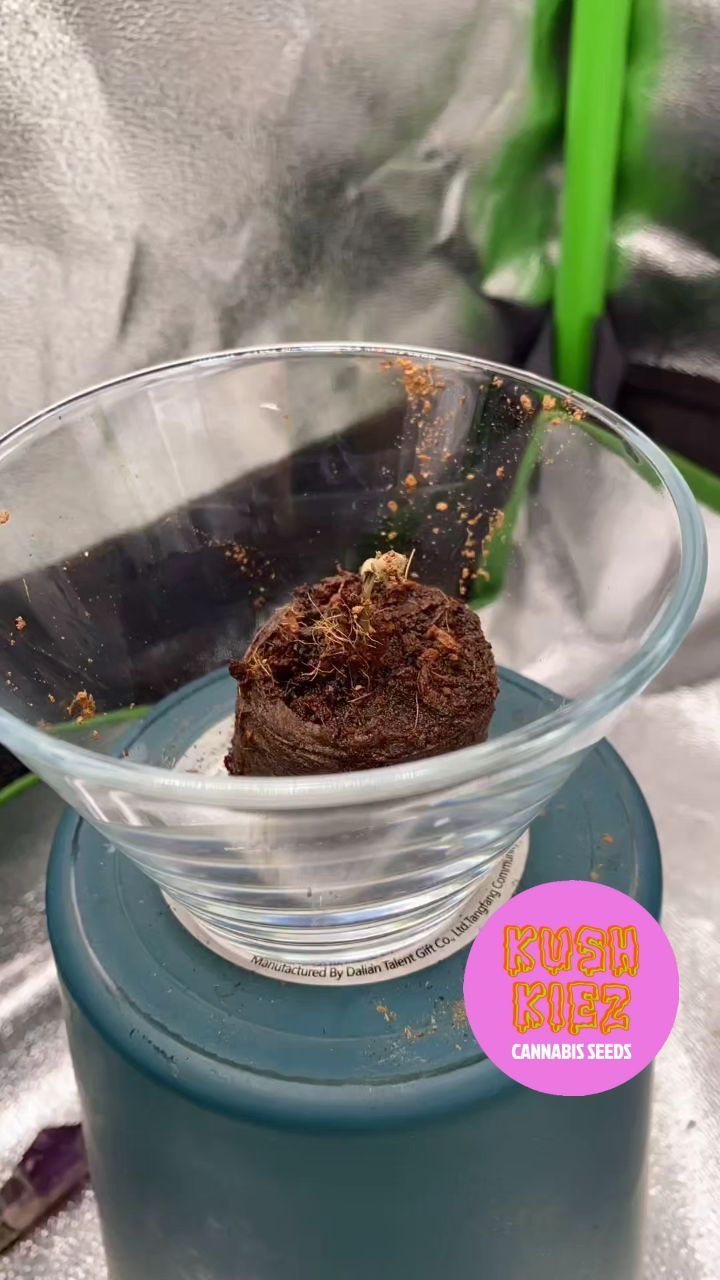 Taken by our partner grower @dreipflanzen - gross liebe.
🌿🌵💚 - Appl Fritter
---->KushKiez<----
#kushkiez
#pflanzen
#homegrown
#timelapse