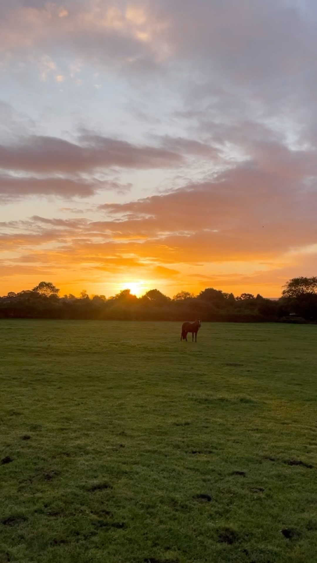 ✨ 2023, what a year ✨
I have loved being able to help so many animals this year and develop my business. So very sad to have lost some wonderful souls but thankful for the time we got to enjoy their company 🤍.
A big old thank you from NP Vet Physio for the continued support which makes it all possible, I’ll see you next year! 💙
#npvetphysio #newyear #smallbusiness #caninephysio #equinephysio #dogsofinstagram #horsesofinstagram #caninerehab #sporthorse #vetphysio #veterinaryphysiotherapy
