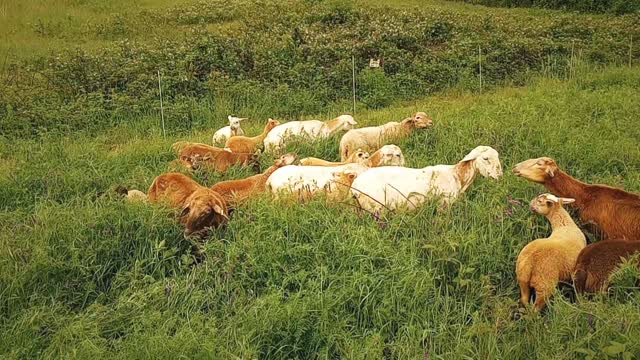 Sheep in a new pasture today!