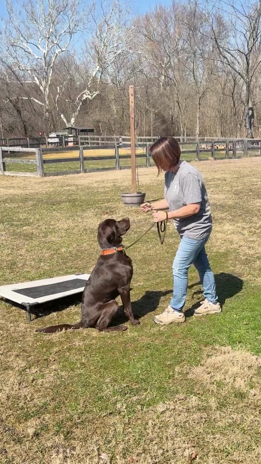 Our latest board & train is working hard on stranger danger, manners and listening skills—all while keeping that signature Lab enthusiasm! He may not be a year old yet, but he’s already learning that patience and focus lead to big rewards (aka treats).
Training isn’t about taking away their personality—it’s about channeling that excitement into good behavior! Excited to see how far he’ll go!