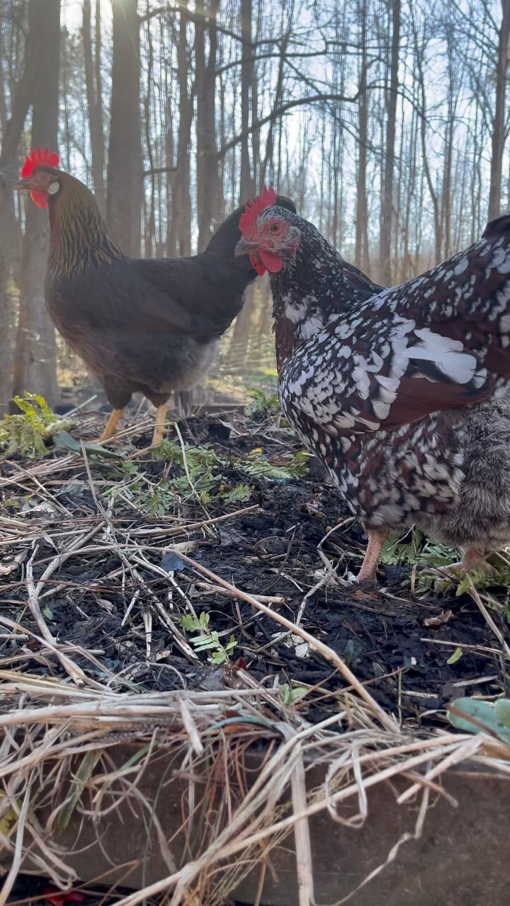 Compost inspection: initiating ♻️🐓
#composting #foodscraps #curbsidecomposting