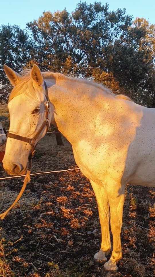 Catching this smart lady all by myself out of a herd of 9 horses and 1 extremely annoying and aggressive pony on 30 hectares was one of the biggest horsemanship challenges in terms of long body logic that I've had up to now. The training part that you see in the video was super easy, I could even film because she remembered absolutely everything I taught her during our 6 short sessions last year (video of session #4 further down in my feed from October 23).
BUT getting to the point where I had her separated from the herd in a smaller space was really a tough challenge for me due to her 10 years of mastering the skill of not letting anyone catch her. She knows exactly where to be and when to be gone - she's extremely smart and never goes into enclosed spaces. I gave up quickly on the idea of catching the whole herd and putting them inside a paddock one after the other once I realized that only 4 horses are easy to catch and she knows how to get the rest of them to run away with her when someone gets closer than 15 meters.
So I decided to use fence tape to make an enclosure which was tricky because I had neither electricity nor did the horses respect the boundary very much. At least like that I lost half of the herd while building and enforcing the fence and just focused on keeping the white mare inside.
As much adrenaline and doubts about my success I had while I was creating the paddock, the happier I was when I realized that all her panic, running around and trying to push through the fence stopped as soon as she was alone with me and separated from all the other horses.
I am glad I invested the time last year because she remembered absolutely everything and was super willing. There's absolutely zero chance I could have caught her if she hadn't known how to catch me already and that connection is a solution too.
I'm really excited for her development since I can already see that she will put as much effort into being in harmony with humans as she did into running away from them.
Up-next: trailer loading - in a few hours when it's morning I'll see how it goes. Last time someone tried to get her into a trailer she ran over the top of 4 people.