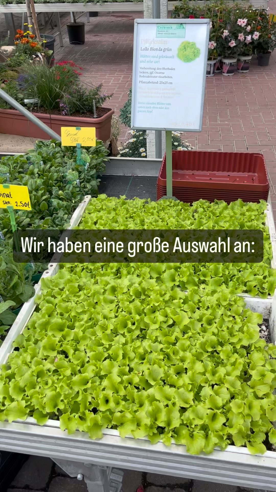 Warum sich ein Besuch bei uns lohnt? 🤔
Weil wir nicht nur Bäume und Gehölze haben, sondern auch eine riesen Auswahl an Gemüse und Kräuter. Wir beziehen unser Gemüse und Kräuter aus der Region in bester Qualität. Hier wird jeder fündig. 🥗🥒🥬🥦
Hier einmal ein Auszug unseres Sortiment:
Salate 🥗
- Kopfsalat
- Pflücksalat
- Eichblattsalat
- Rucola
- Wasabi-Rucola
Vorgezogenes Gemüse 🥬
- Porre
- Rote Beete
- Kolhsorten (Blumenkohl, Weißkohl, Spitzkohl, Chinakohl,…)
- Wirsing
- Kohlrabi weiß & blau/rot
- Sellerie (Stauden und Knolle)
Erdbeeren 🍓
- Frühe
- Späte
- Immertragende
Gemüse 🍅
- Diverse Tomatensorten, veredelt und Sämlingstomaten
- Verschiedene Chilisorten
- Rhabarber
- Verschiedene Süßkartoffelsorten
- Bohnen
- Zucchini
- Verschiedene Paprikasorten
- Verschiedene Kürbissorten
Kräuter 🌿
- Klassiker wie Rosmarin, Petersilie, Minze, Thymian, Basilikum in verschiedenen Sorten
- Currykraut, Colakraut, Käsekraut
- Dill, Fenchel, Kerbel, Fenchel
- Schnittlauch, Knobi-Gras, Schnittsellerie
Und vieles Weitere mehr. Einfach vorbeikommen und dein Garten, Balkon, Hochbeet oder Gewächshaus füllen.
#Baumschule #garten #pflanzen #pflanzenliebe #frühjahr #frühjahrsblüher #sommerblumen #frühjahrsboten #gartenliebe #bunt #sommer #ahaus #baumschulen #baumschulenterbrack #gronau #vreden #legden #steinfurt #hochbeet #gemüse #kräuter #selbstversorgen #gemüsegarten #kräuterliebe #kräuterliebe