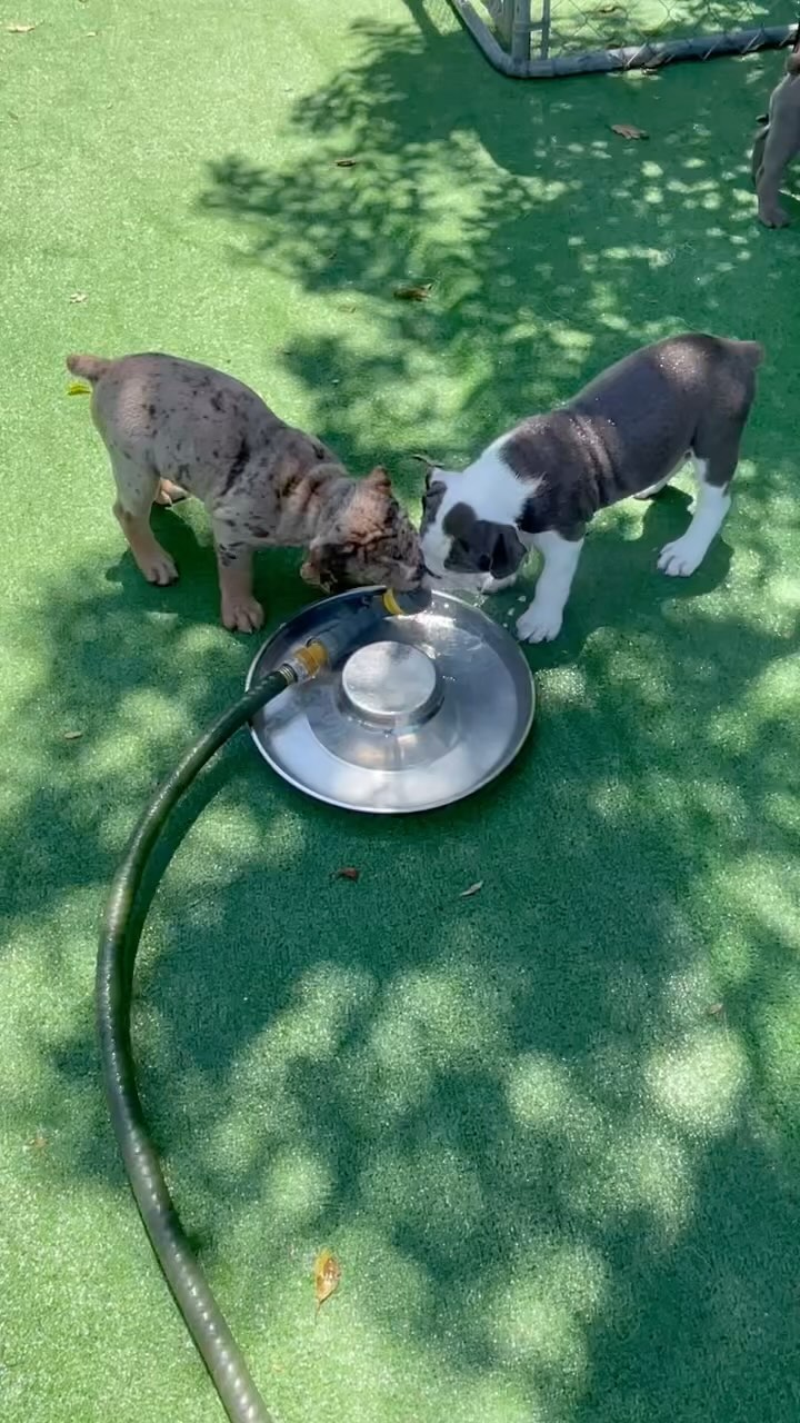 Olde English Bulldogges Puppies 8 weeks old, ready for their forever homes IOEBA registered badhabitbullies.com