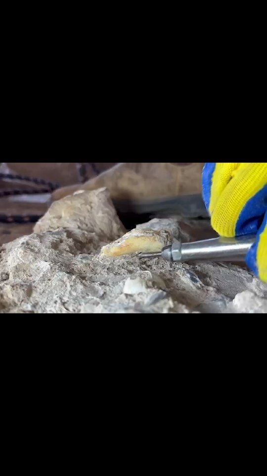 The site is also yielding a large amount of faunal remains like this tooth! 🐴🦷