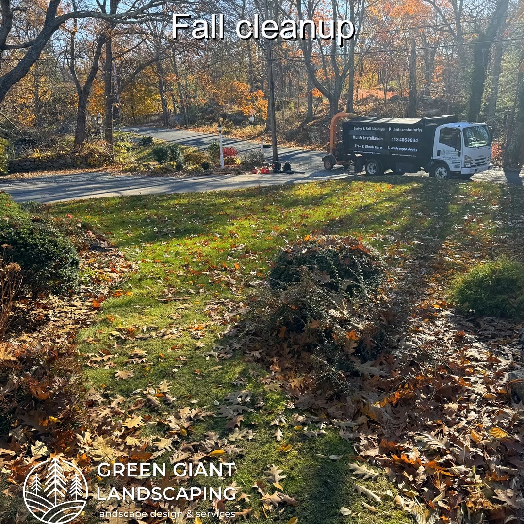 Fall Cleanup: Essential Care for Your Lawn and Landscape.
Landscaping Southeastern, MA.
Call now for your free quote!
Plants installation
Tree and shrub care
Seasonal cleanups
Bobcat services
Old overgrown shrubs removal
Mulch installation
Garden maintenance
Professional Landscape Design.
https://www.greengiantlandscaping.com/
Phone:
+1 413-406-9094
#landscaping #landscapedesign #gardening #gardendesign #landscaper #landscapearchitecture #treeandshrubtrimming #mulch #Massachusetts #southshore #newton #boston #hingham #marshfield #scituate #NewtonMA #scituatema #milton #canton #wellesleyma #SpringCleaning #shrubtrimming #shrubcare #plantingseason #plantingtrees #plantingdesign #gardentransformation