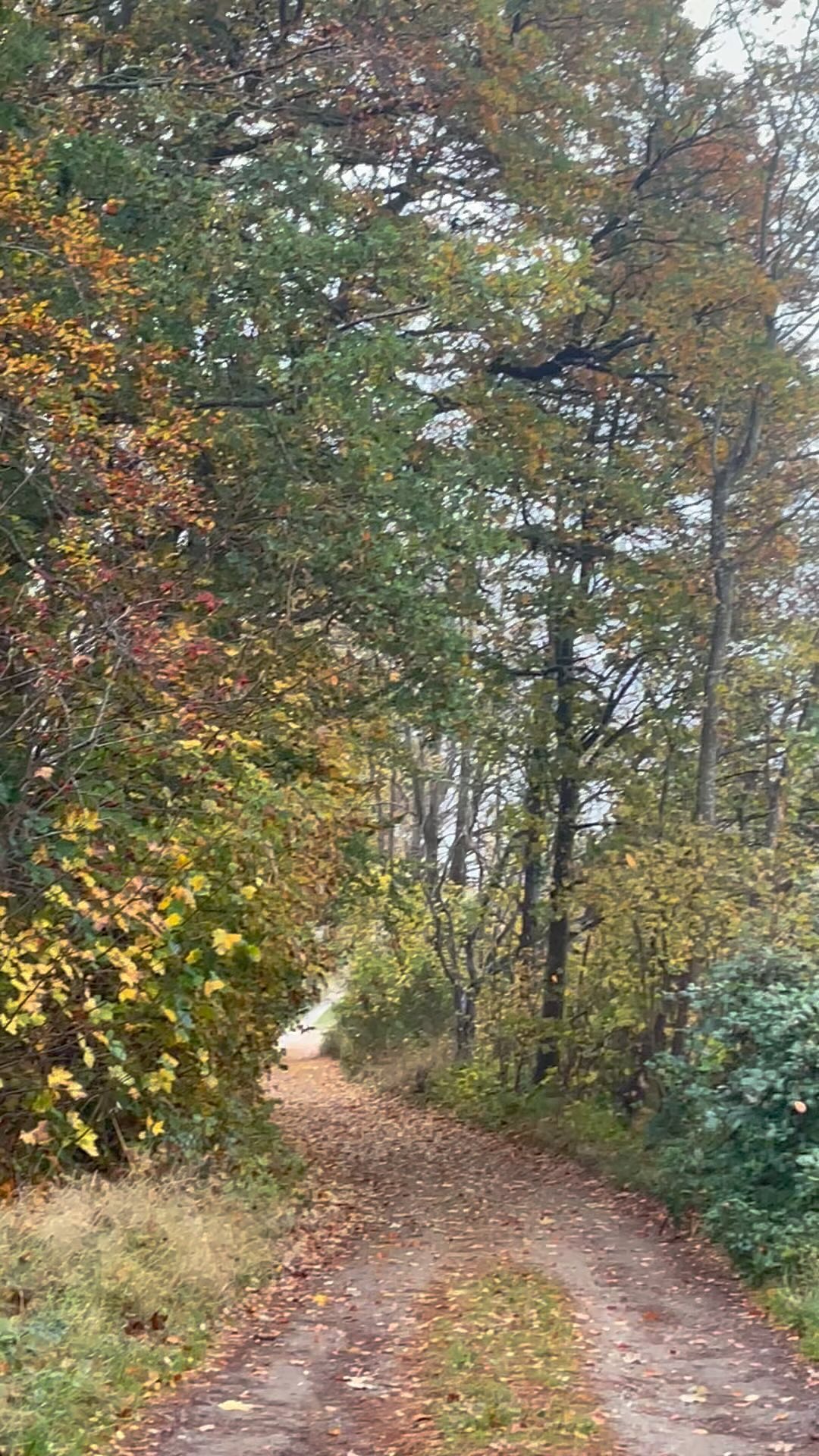🍁Efter et langt, mildt, blidt og solrigt efterår er det nu blevet vintertid.
Træerne slipper deres blade, for at kunne gøre plads til nye.
🍂Hvad skal du slippe?
#cyklus #givplads #bevægelse #transformation #overgange #livetsgang #nærvær