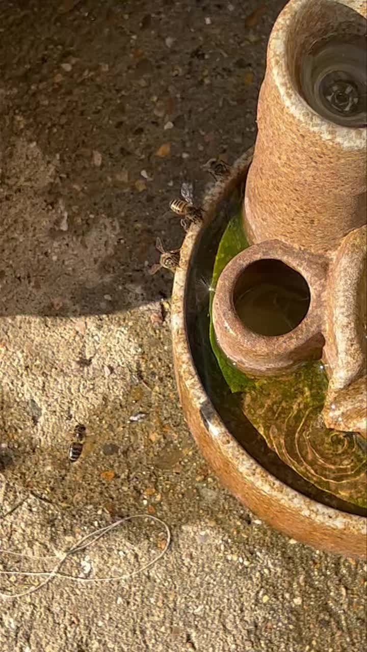 This makes my soul happy 😊 - Brought a new little water fountain for our cat to drink from… looks like he’s got competition 😅 🐝
#bees #waterfeature